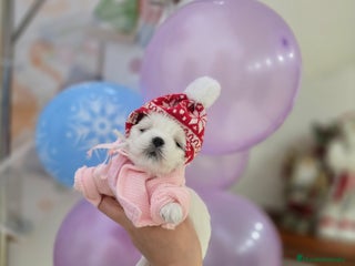 Bichón Maltés perros Machito Coreano puro Tokio - Anuncio 1