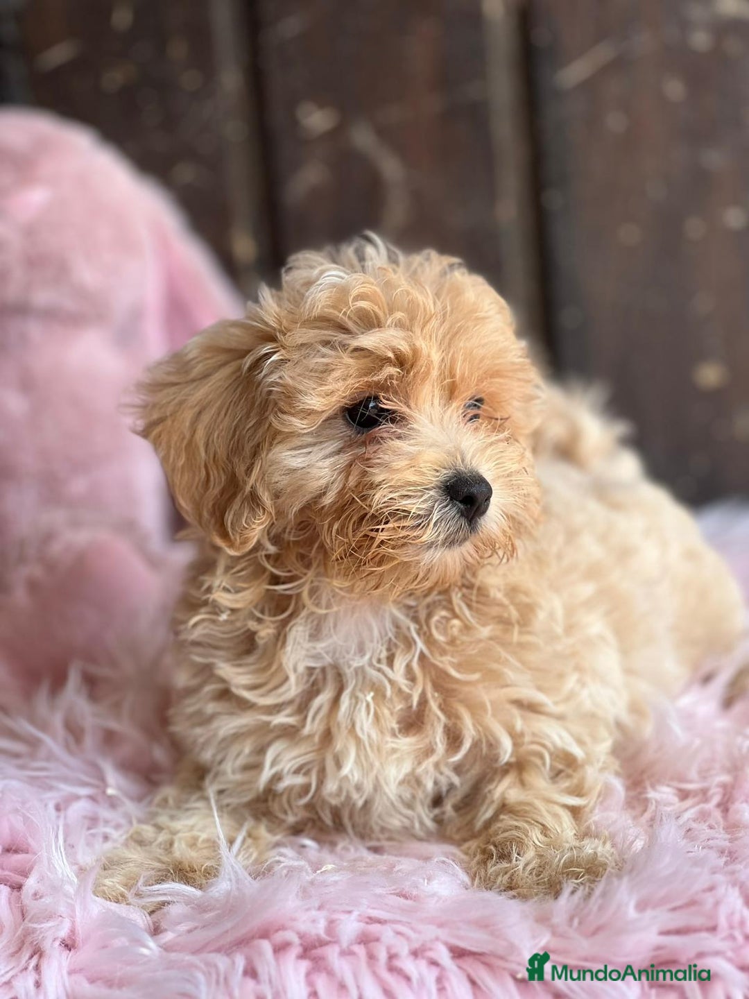 Maltipoo perros en venta: Maltipoo - Imagen 6