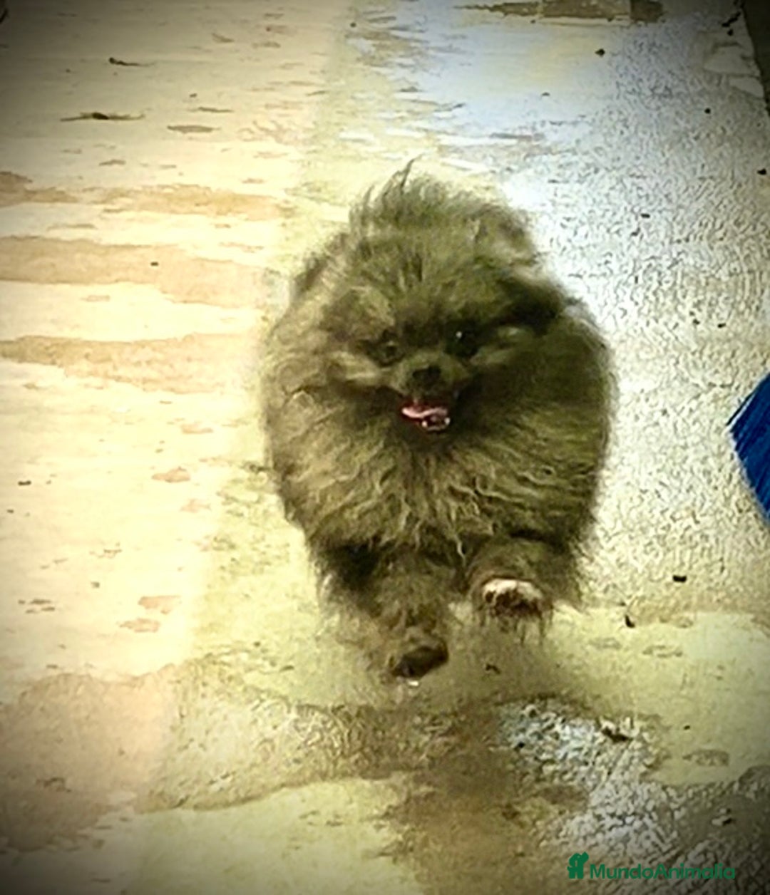 Raza Mixta perros en venta: Cachorros en Caraby Benidorm  - Imagen 7