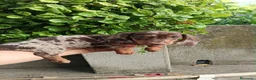 Teckel Miniatura perros en venta: Teckel miniatura  - Anuncio 1