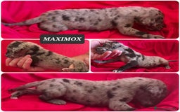 Dogo Alemán perros en venta: Cachorros bebes - Imagen 2