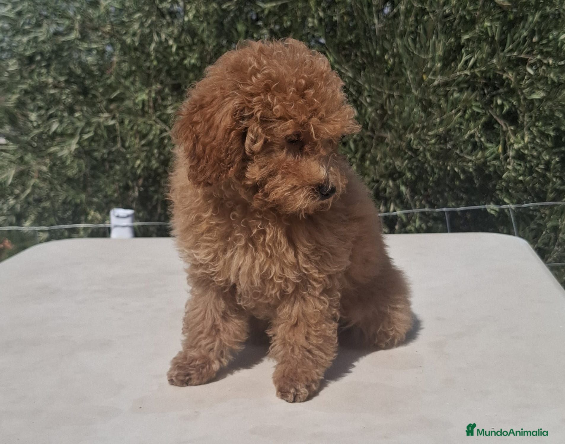 Caniche Toy perros Caniche toy macho - Anuncio 2