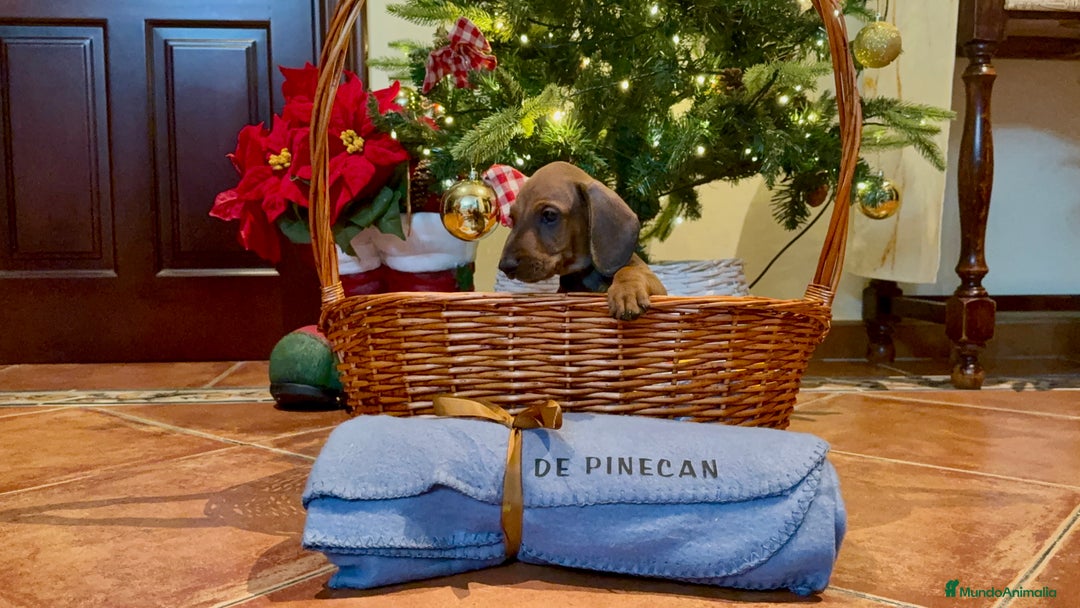 Teckel perros en venta: Cachorros teckel standard pelo corto - Anuncio 2