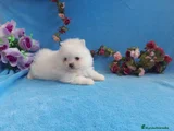 Pomerania Cachorro 4