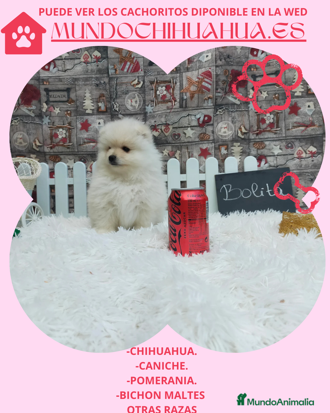Pomerania perros en venta: PRECIOSO CACHORITO DE POMERANIA TOY - Anuncio 8