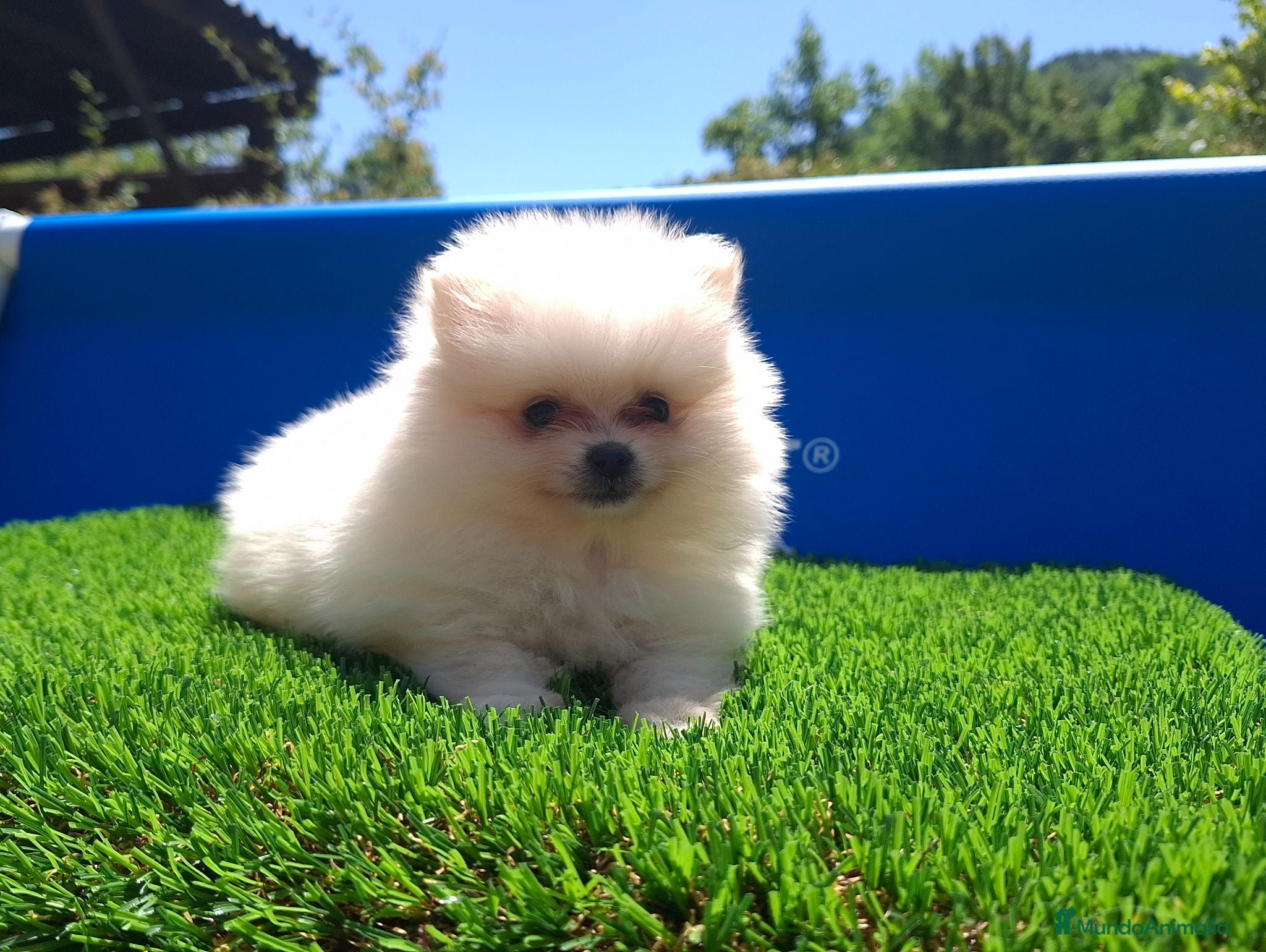 Pomerania perros POMERANIA - Anuncio 1