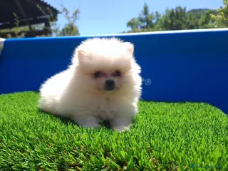 Pomerania perros POMERANIA - Anuncio 2