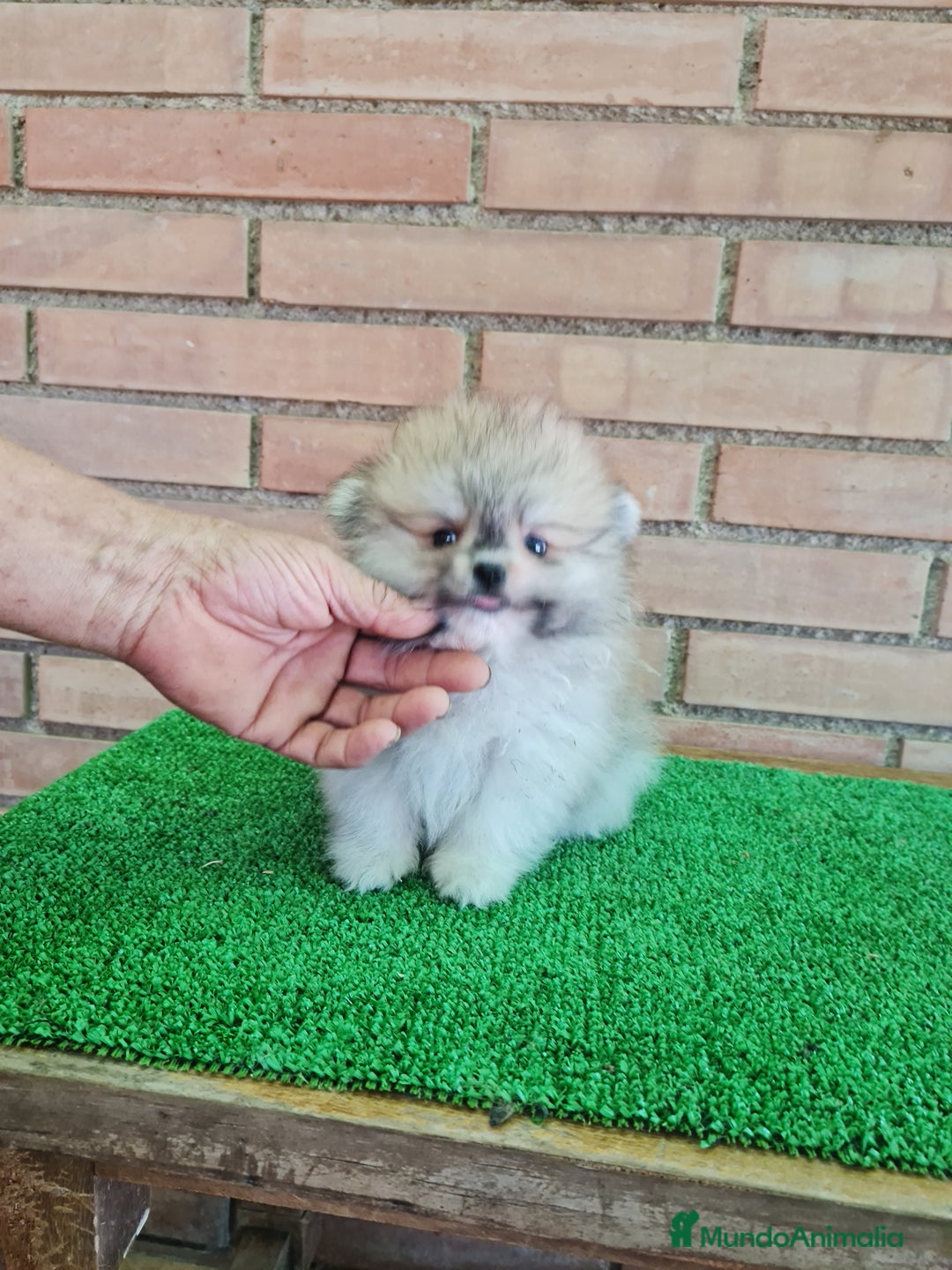 Pomerania perros en venta: Pomerania toy - Imagen 17