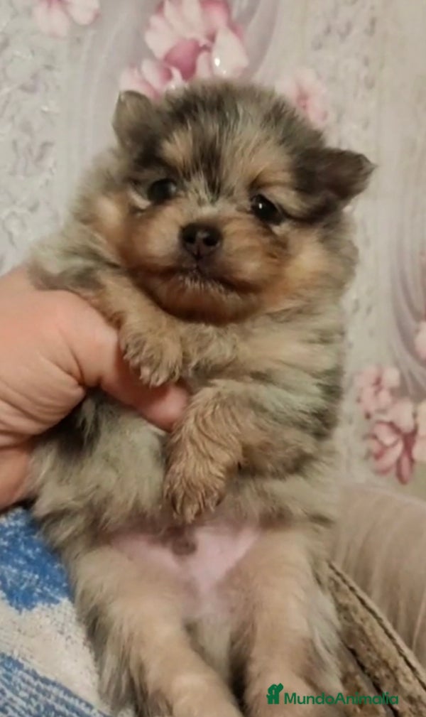 Pomerania perros Macho exótico línea rusa  - Anuncio 1