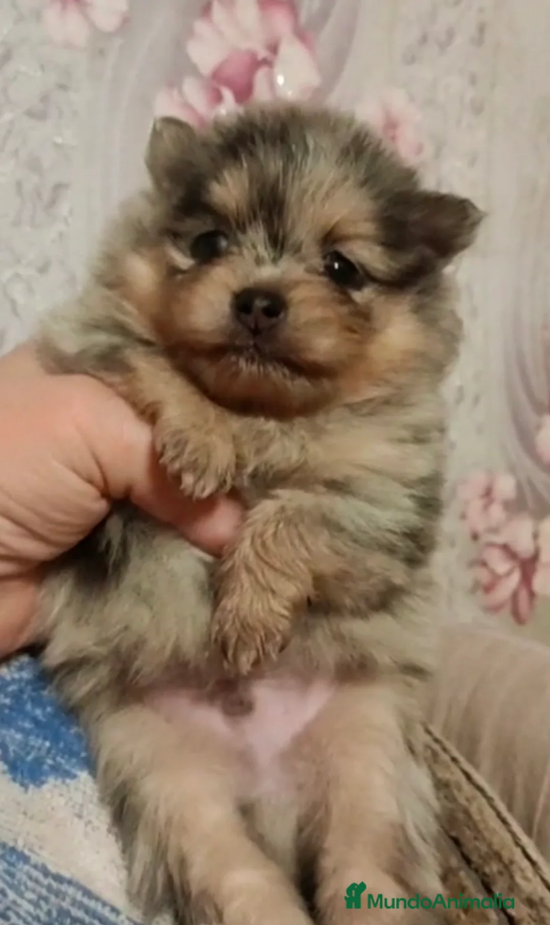 Pomerania perros en venta: Macho exótico línea rusa  - Anuncio 1