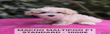 Maltipoo 1