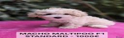 Maltipoo perros en venta: Espectáculos cachorros Maltipoo en Lugo - Anuncio 3
