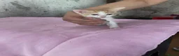 Europeo de Pelo Corto gatos en adopcion: Gatitos europeos comunes buscan hogar - Anuncio 4