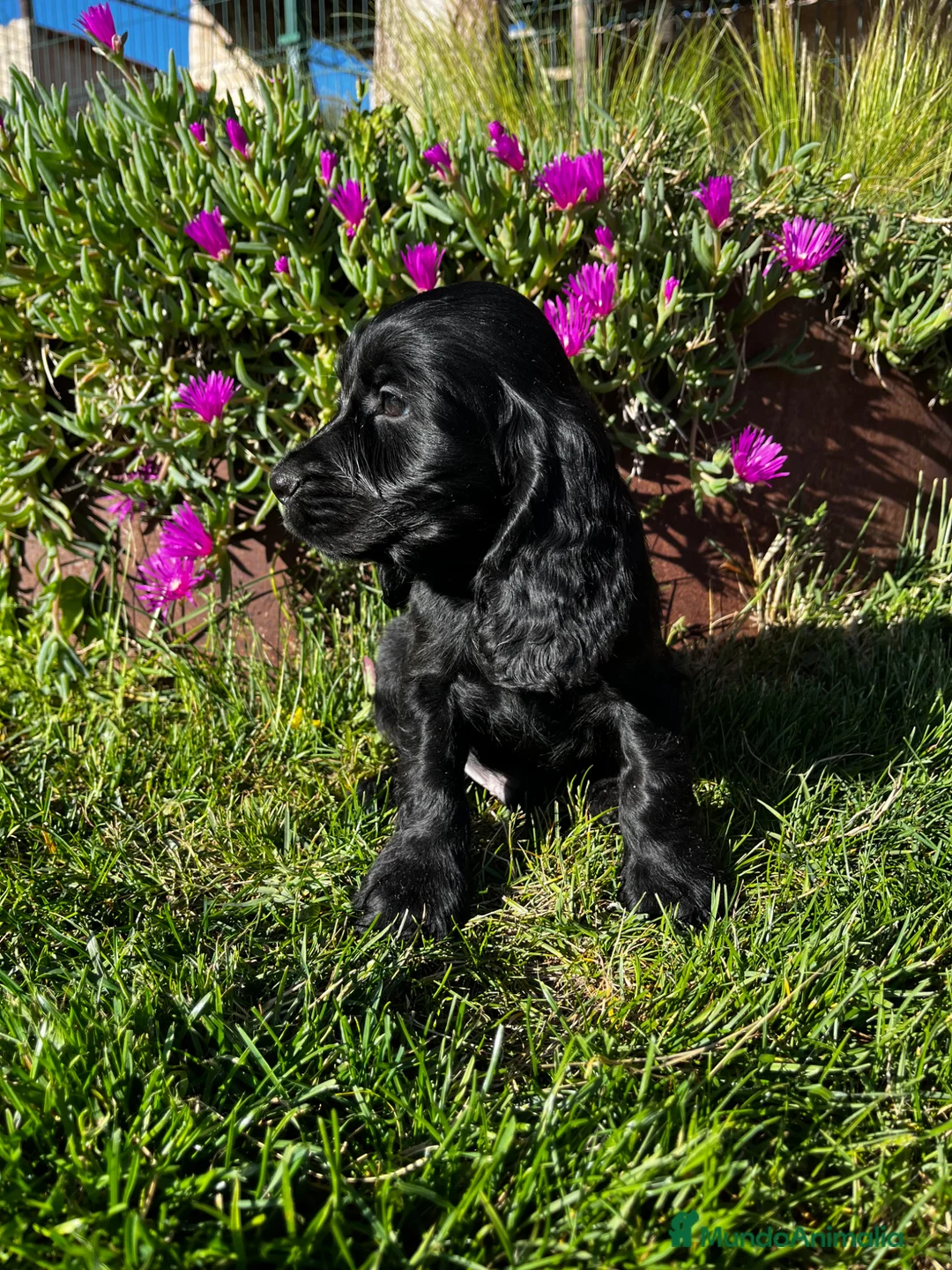 Cocker Spaniel Inglés perros en venta: Cocker negro - Anuncio 5