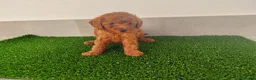 Caniche Toy perros en venta: Caniches toy - Anuncio 28
