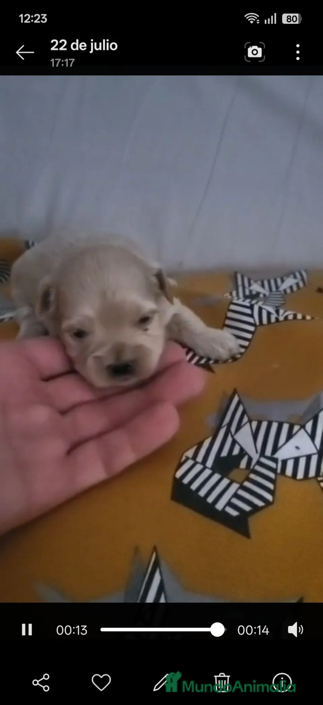 Maltipoo perros en venta: Maltipoo - Anuncio 7