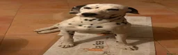 Dálmata perros en venta: Dálmatas de gran calidad  - Anuncio 3