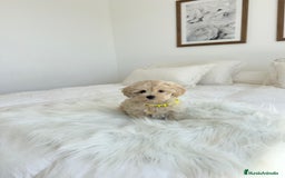 Maltipoo perros en venta: MALTIPOO - Imagen 2