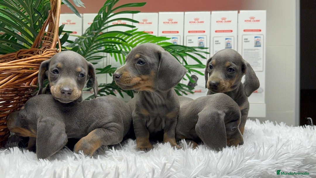 Teckel Miniatura perros en venta: TECKEL MINIATURA BLUE - Anuncio 5