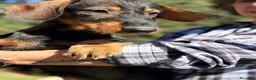 Teckel perros en venta: Teckel pelo duro hembras - Anuncio 6