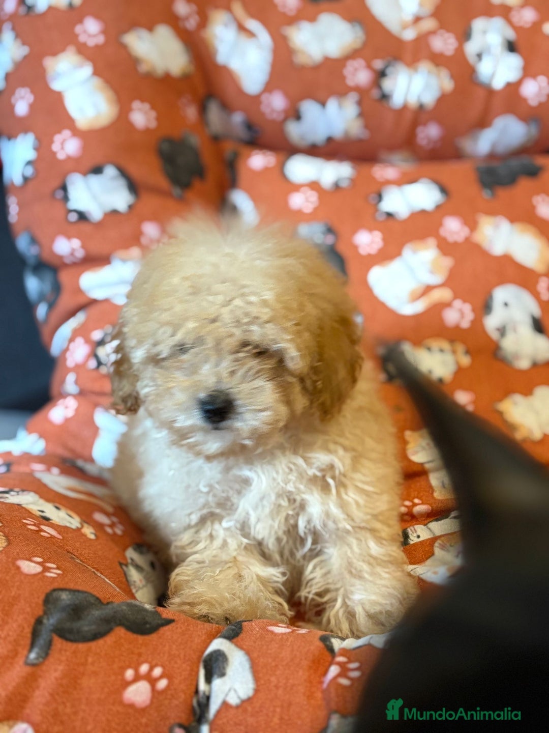 Caniche Toy perros en venta: Último caniche toy apricot  - Anuncio 5