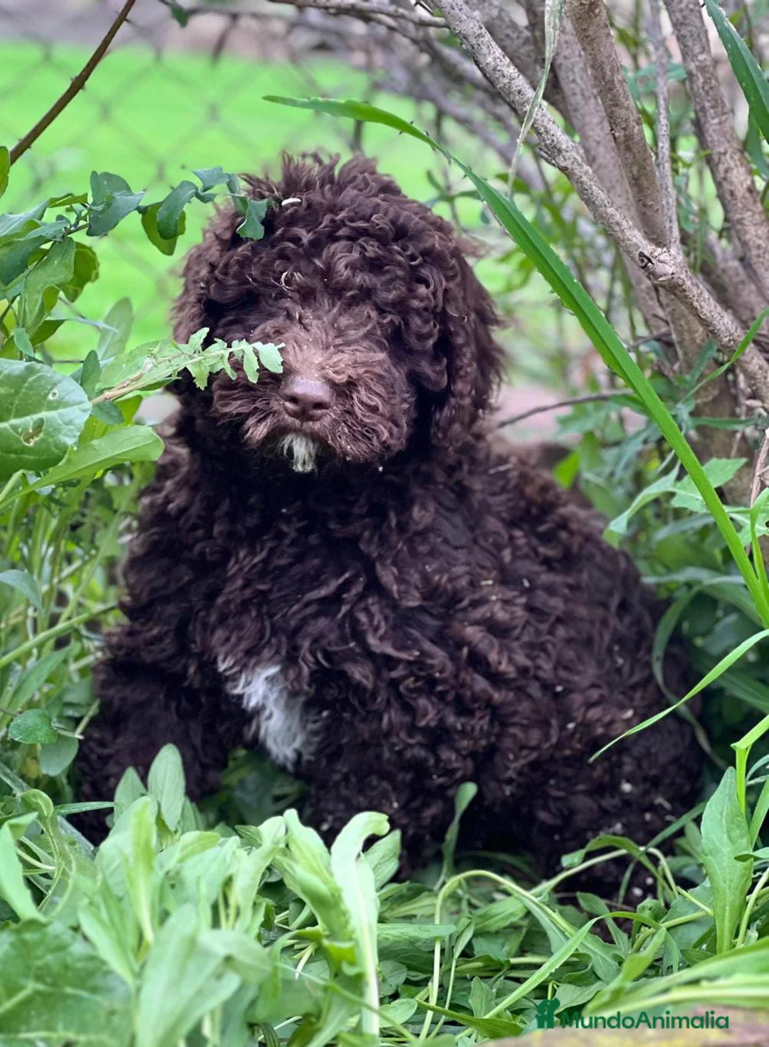 Perro de Agua Español perros en venta: PERRO DE AGUA ESPAÑOL (PDAE) en Barcelona - Anuncio 2