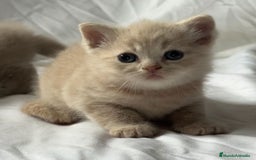 Británico de Pelo Corto gatos en venta: Cachorro british shorthair - Imagen 1