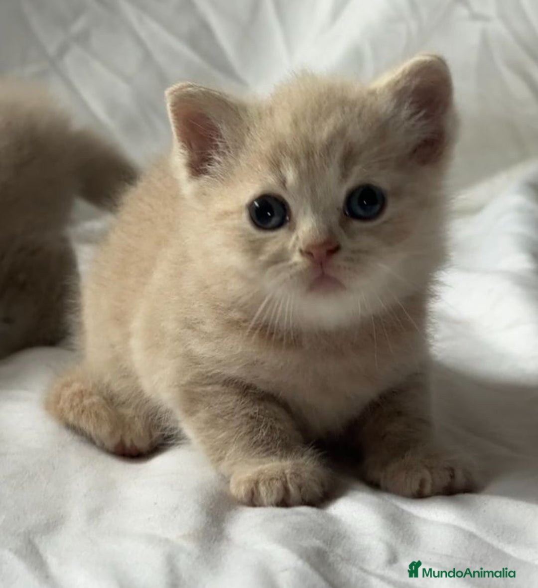 Británico de Pelo Corto gatos en venta: Cachorro british shorthair - Imagen 1