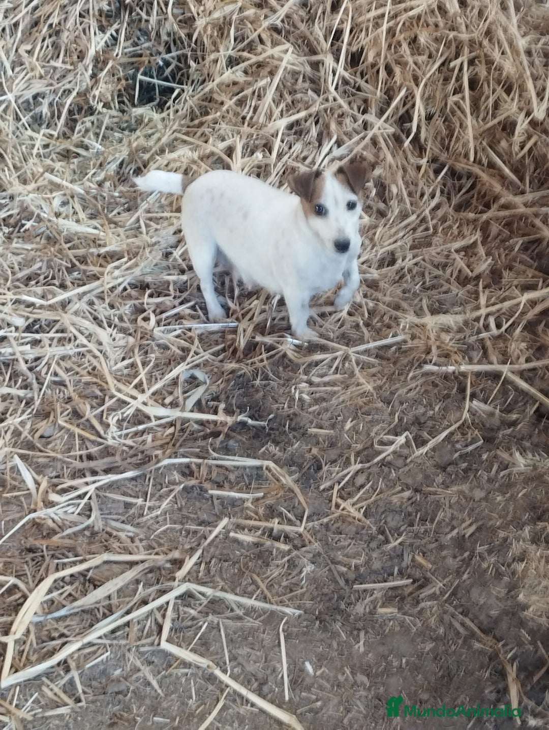 Jack Russell Terrier perros en venta: Jav rrasel  - Imagen 3