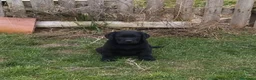 Labrador Retriever perros en venta: Labradores negros - Anuncio 2