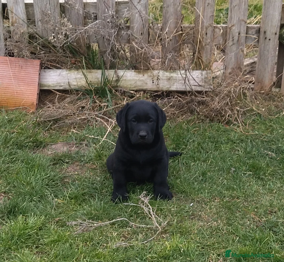 Labrador Retriever perros en venta: Labradores negros - Anuncio 2