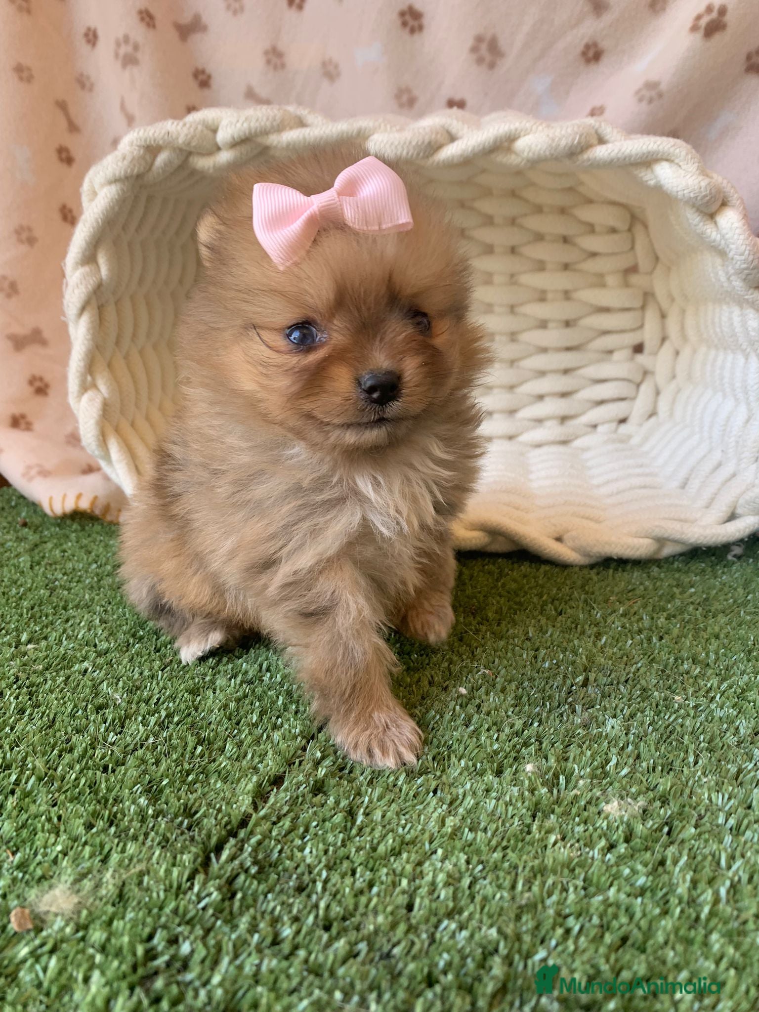 Pomerania perros POMERANIA - Anuncio 2