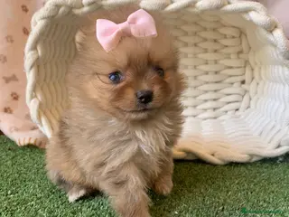 Pomerania perros POMERANIA - Anuncio 2