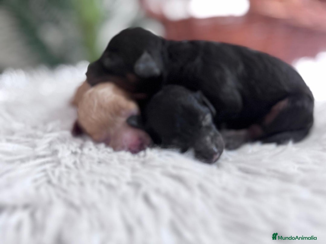 Caniche Toy perros en venta: CANICHE TOY HEMBRAS - Imagen 11