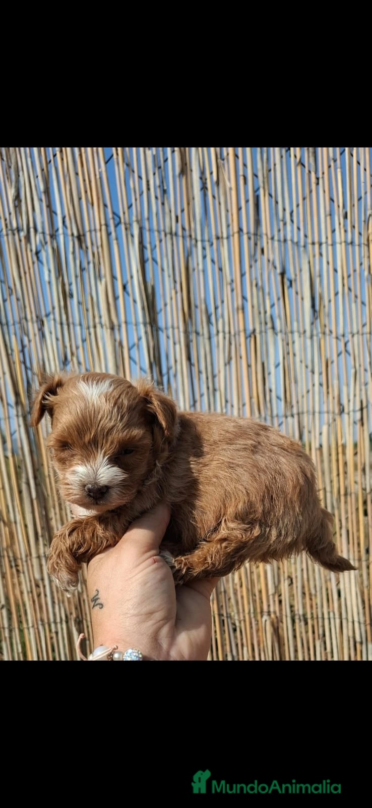 Maltipoo perros Maltipoo Apricot - Anuncio 11