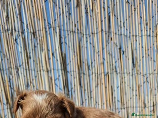 Maltipoo perros Maltipoo Apricot - Anuncio 7