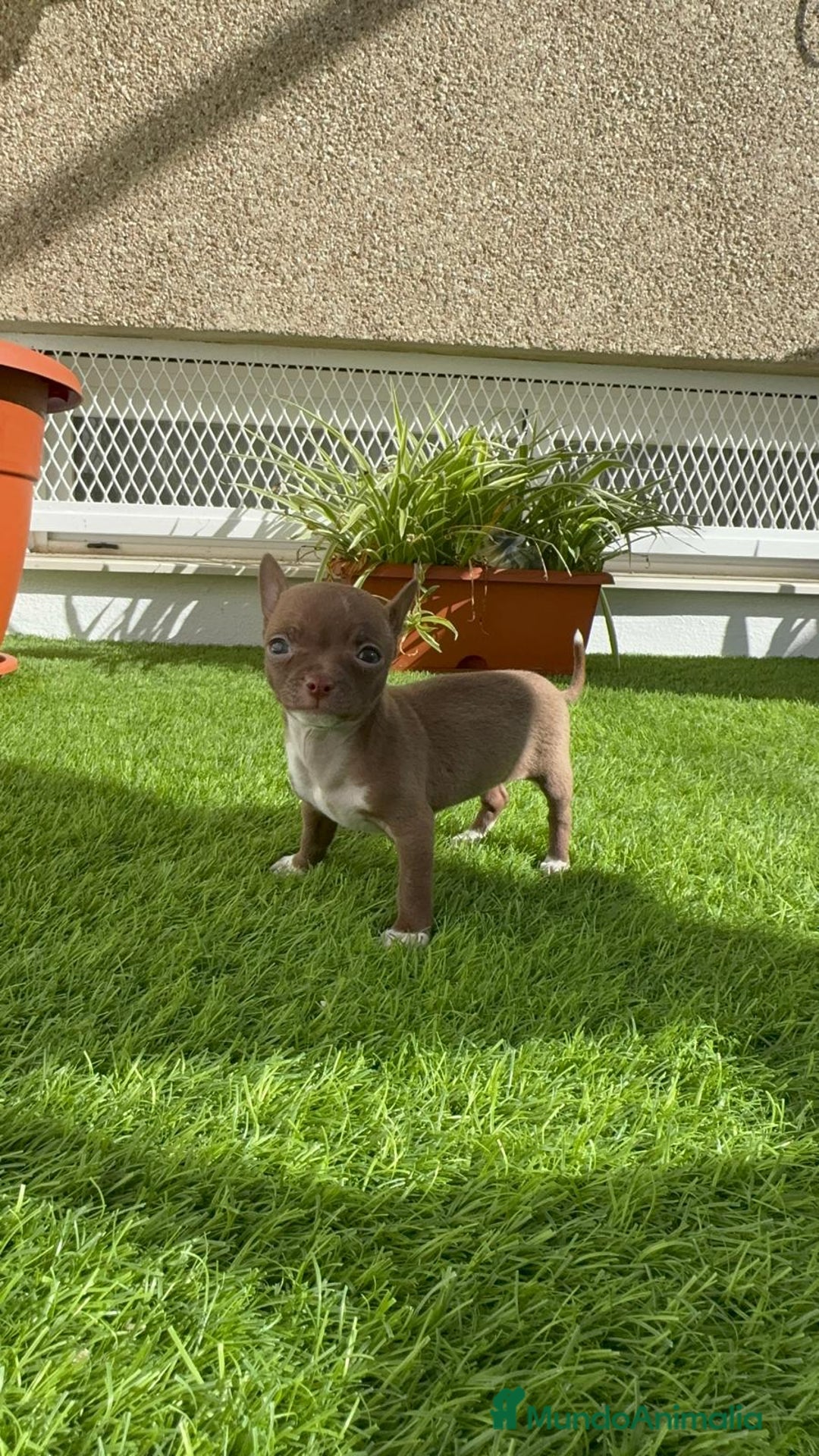 Chihuahua perros en venta: CHIHUAHUA HEMBRA - Anuncio 9