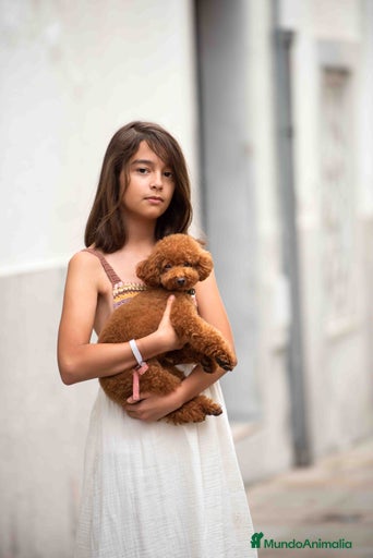 Imagen de galería {{count}}