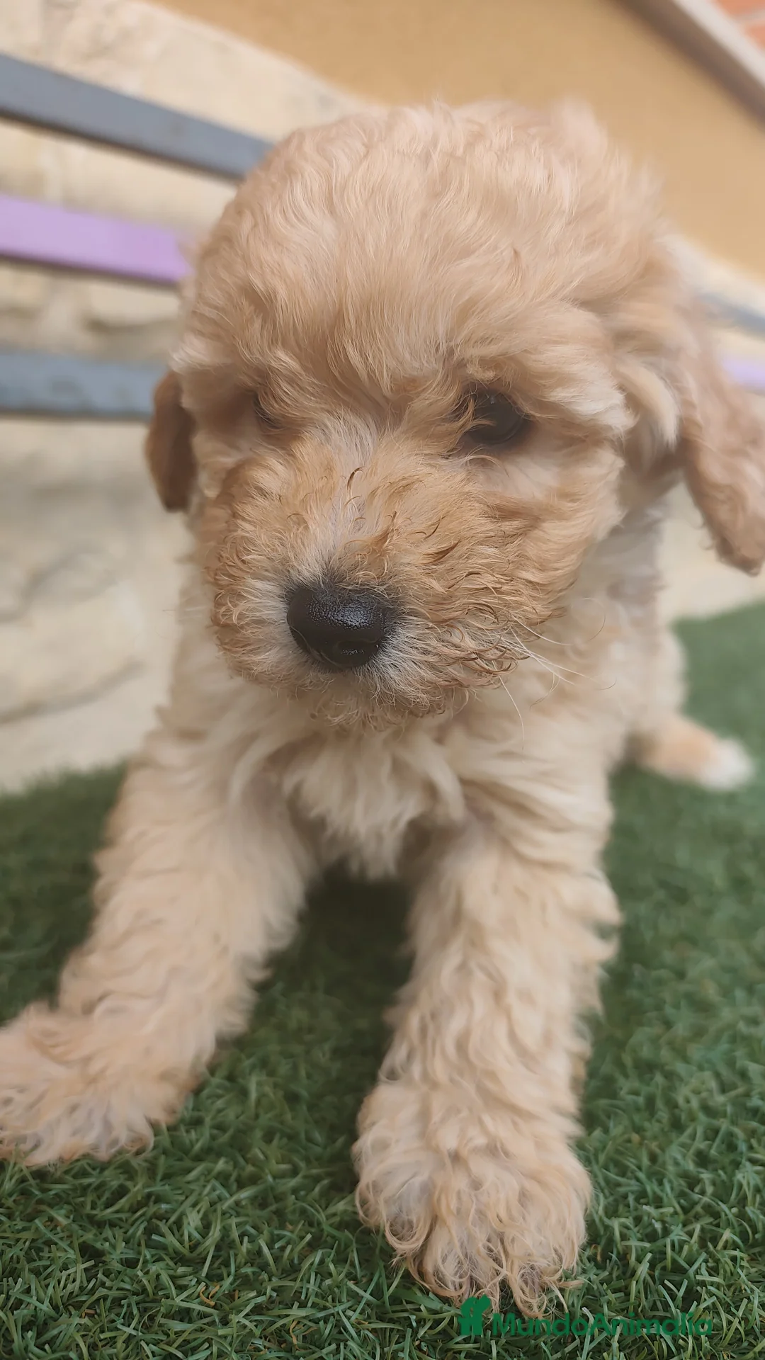 Caniche Toy perros en venta: Machos apricot 💛 - Anuncio 6