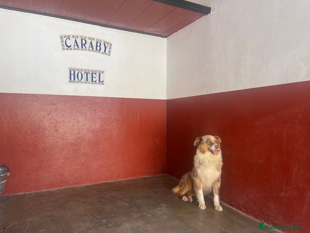 Raza Mixta perros en venta: Cachorros en Caraby Benidorm  - Imagen 4