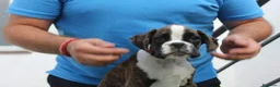 Boxer perros en venta: Cachorros boxer de alta selección  - Anuncio 20