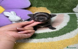 Chihuahua perros en venta: Chihuahua Pelo Largo Lilac Exótico  - Imagen 1