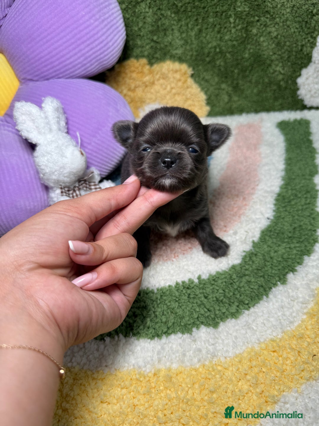 Chihuahua perros en venta: Chihuahua Pelo Largo Lilac Exótico  - Imagen 1