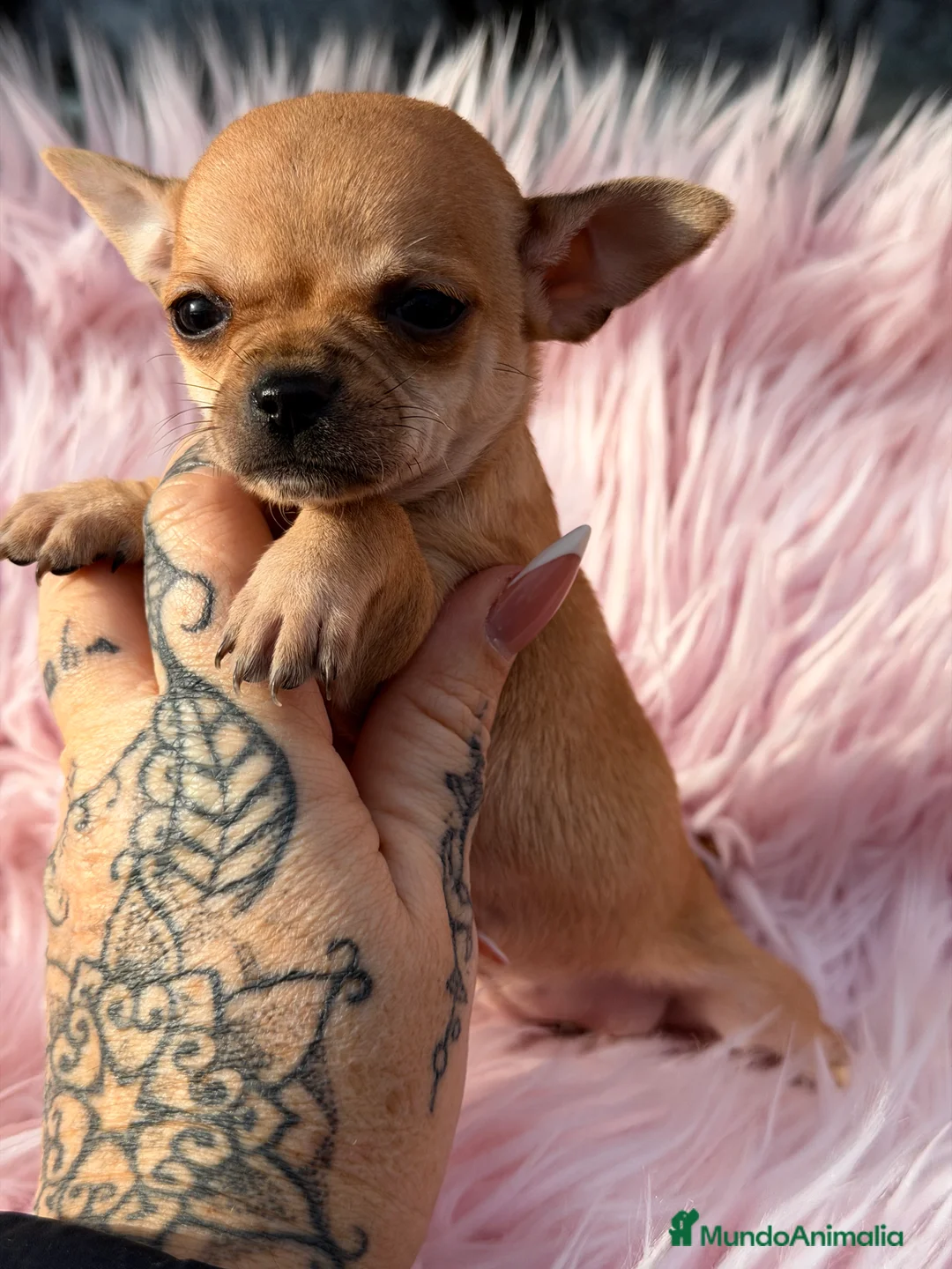 Chihuahua perros en venta: Chihuahua crema Minitoy  - Anuncio 3