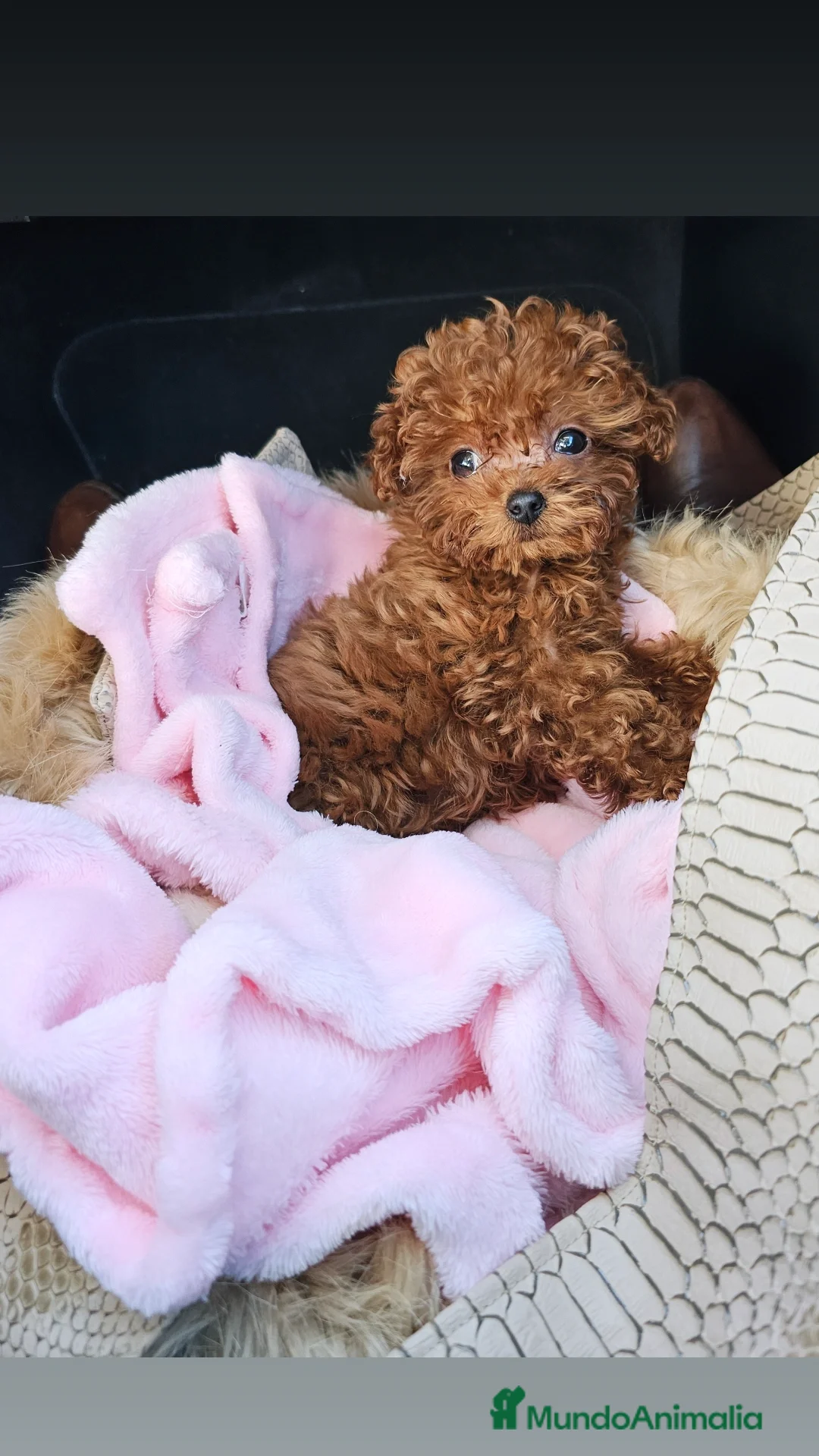 Caniche Toy perros en venta: CANICHE ASIÁTICO MINIATURA  - Anuncio 3