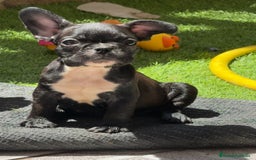 Bulldog Francés perros en venta: Bulldog francés hembra  - Imagen 5