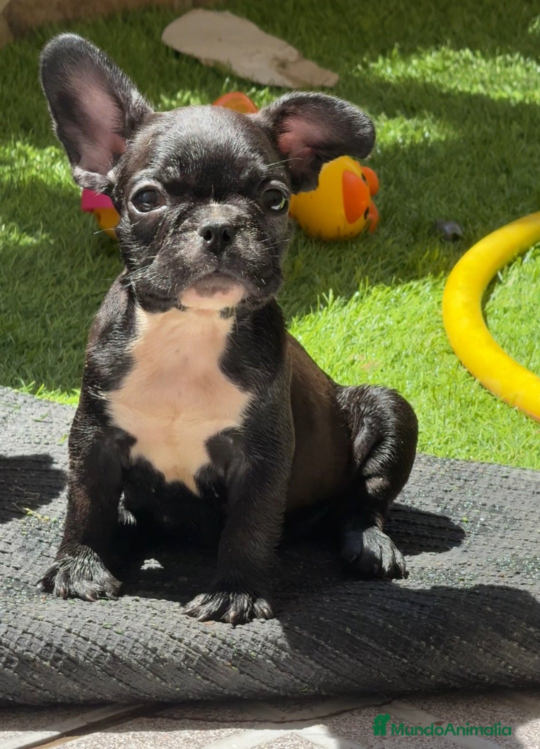 Bulldog Francés perros en venta: Bulldog francés hembra  - Imagen 5