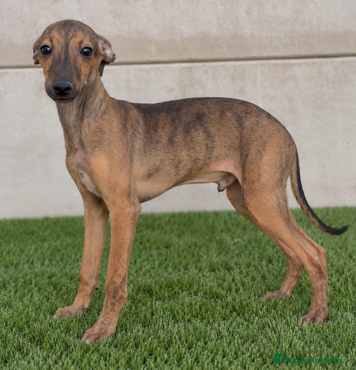 Whippet perros Whippet  - Anuncio 1