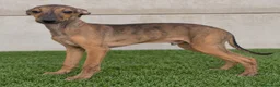 Whippet perros en venta: Whippet  - Anuncio 1
