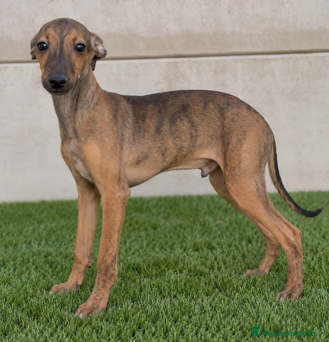 Whippet perros en venta: Whippet  - Anuncio 1